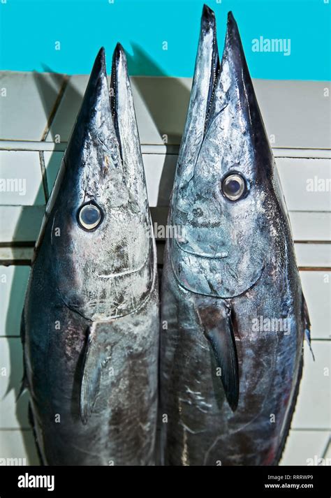 tanigue in english.